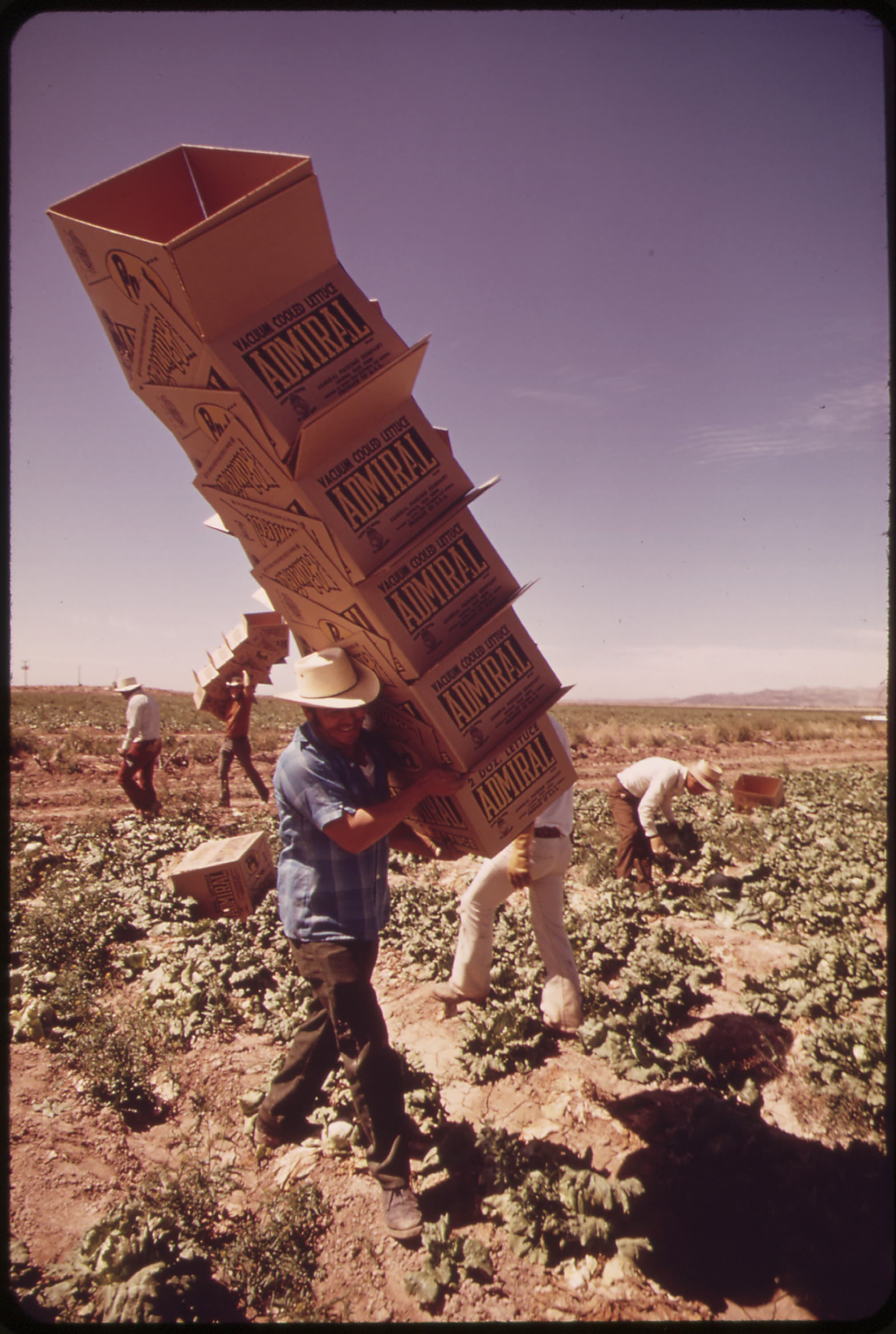 Farm workers harvesting lettuce in a field